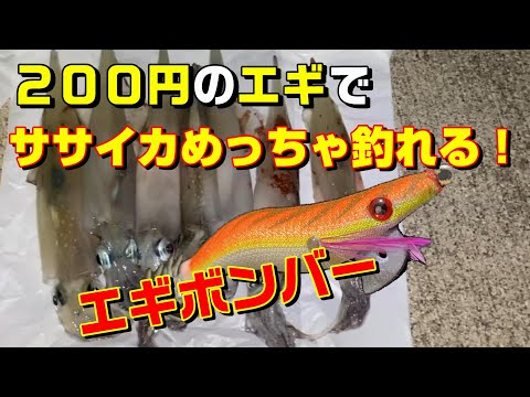 エギングでササイカを狙う時に一番重要な事はコレだった！【31釣目】　＃福岡釣り　＃エギング　#初心者