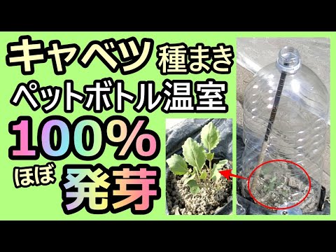 【ペットボトル温室 キャベツの種まき～1本立ち】家庭菜園28年目 無農薬 半自給自足