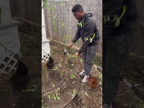 PEACH TREE PRUNING