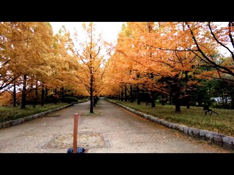 神戸森林植物園／癒しのタイムチャンネル＃67