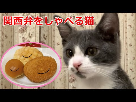 菓子パン🍩トリオと子猫のふうちゃん！おしゃべりペット