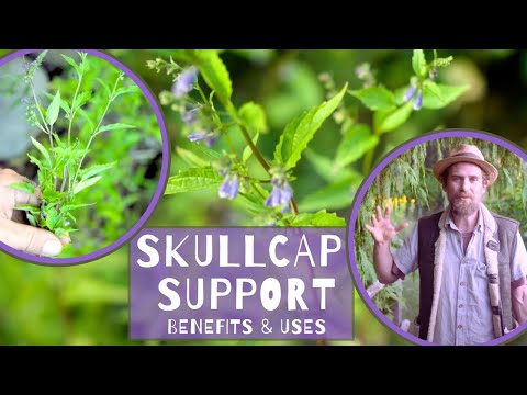 Skullcap Support - Benefits & Uses