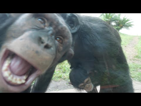 Momo and Ichiro are so into playing. Kalimba and infectious diseases are problem.　HirakawaZoo Chimp