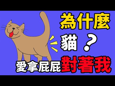 貓為什麼愛拿屁屁對著我？是看不起我嗎？