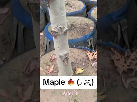 #Chinarpark #maple #mapleleafs #mapleleaves #mapletrees #Kashmir #trees #review #contentcreator