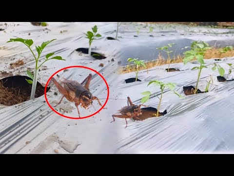 This pest control trick involves cutting the plants