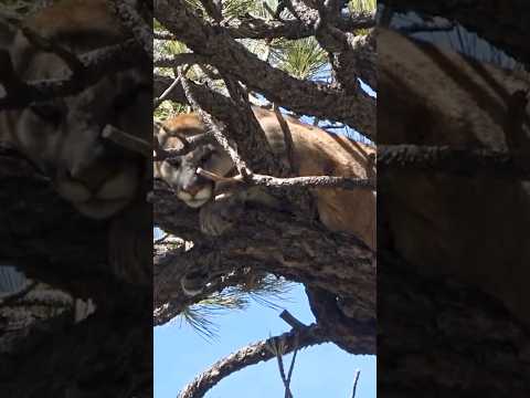 Giant MOUNTAIN LION Caught With Hounds