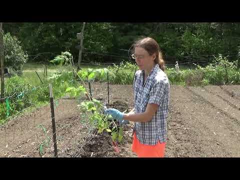 Planting The Tomato Plants Out Into The Garden