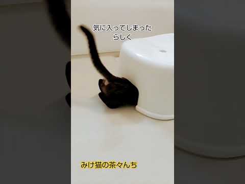 お風呂場と子猫　#子猫#cutecat #猫のいる暮らし #保護猫#cat