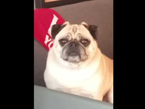 cute chubby pug. #pug #likeandsubscribe #adorabledog #doglover