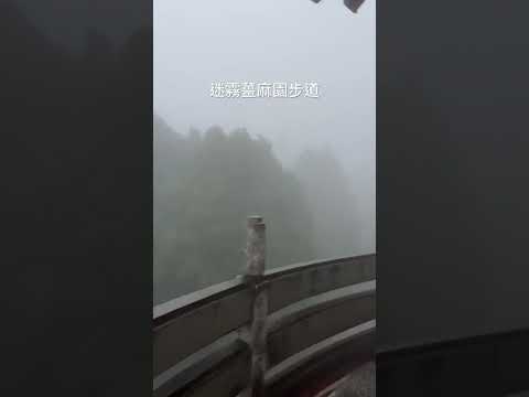 清霧茫茫的薑麻園步道