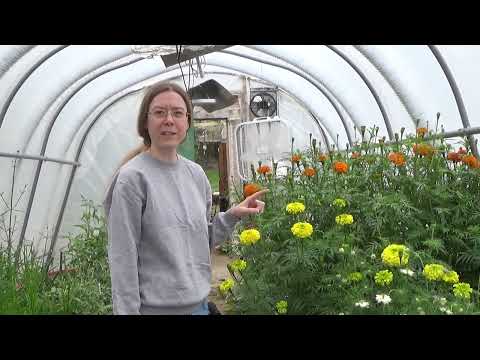 What's Happening On The Flower Farm May 9 2023, Mini Flower Farm Tour