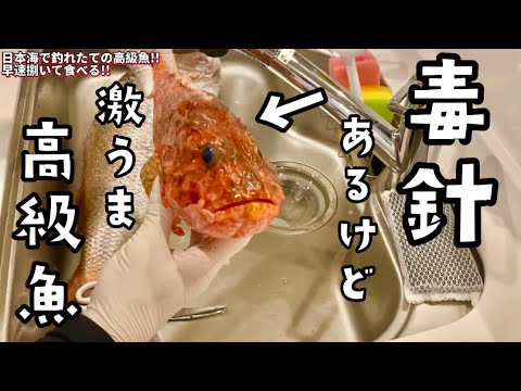 釣れた毒針魚のオススメな食べ方