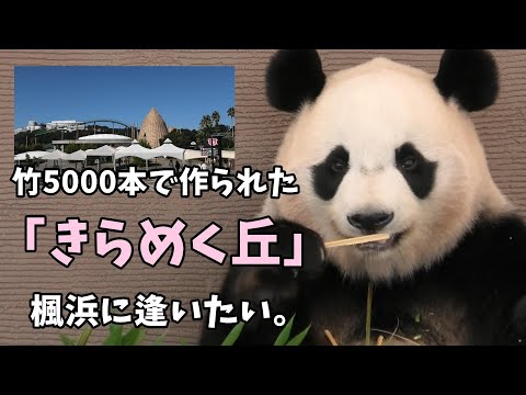 竹5000本で作られた「きらめく丘」OPEN！【楓浜に逢いたい。2024/10/13】