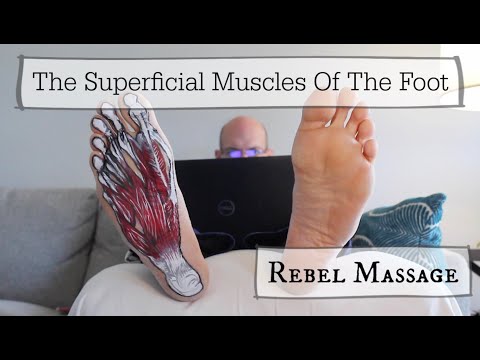 The Superficial Muscles Of The Foot