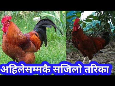 लोकल कुखुरा सस्तोमा कसरी सुरु गर्ने।खोर,चल्ला,जाली देशी मुर्गी पालन local kukhura palan sasto sajilo