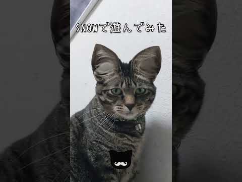 funny cat