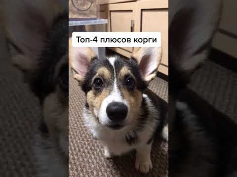 ТОП 4 ПЛЮСОВ КОРГИ