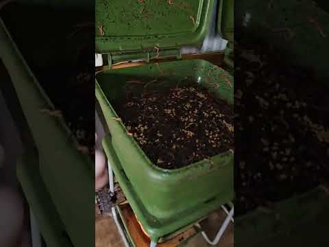 #hungrybin #vermicomposting #redwigglers #farming #vermicompost #wormcastings #wormfarming