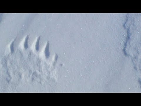 Polar bear's footprints in Erebus and Terror Bay - Nanoq 2007 expedition