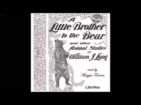 A Little Brother to the Bear