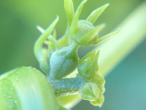 Fall Cleaning/Growing Chayote in cold weather