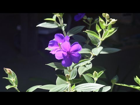 8月我が家の花に来客あり／癒しのタイム＃51