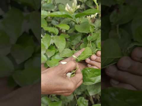 beautiful flowers #harvesting #flowers #youtubeshorts #trending #viral #shorts #vlog #video #jasmin