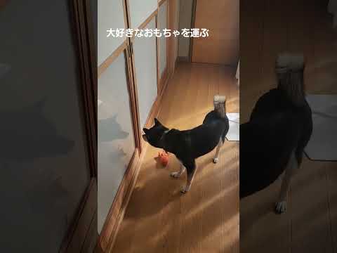 大好きなおもちゃを運ぶ寝室の障子が開いていなかったバージョン❌#保護犬 #多頭飼育崩壊 #保護犬を家族に #柴犬 #柴犬のいる暮らし