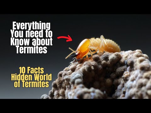 🕵️‍♂️💥10 Facts about Termites 🐜 Everything You need to know about Termites 👈💯