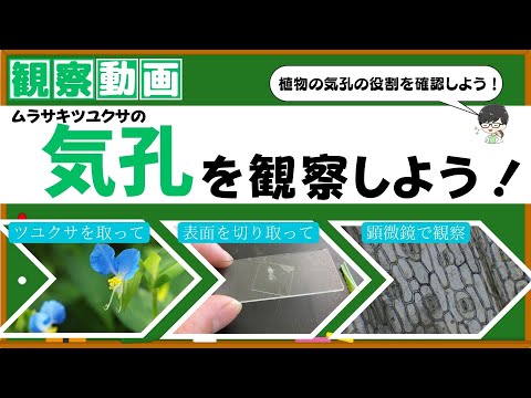 【中学理科】ツユクサの気孔を観察！気孔の大切な役割は？