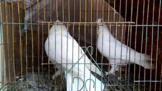 White Satinette Pigeon