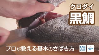 黒鯛（くろだい）のさばき方 - How to filet Black Seabream -｜日本さばけるプロジェクト（海と日本プロジェクト）