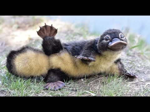 platypus