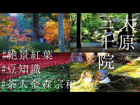 【絶景】京都大原三千院の紅葉～茶人・金森宗和の優美なる庭園～京都観光おすすめ