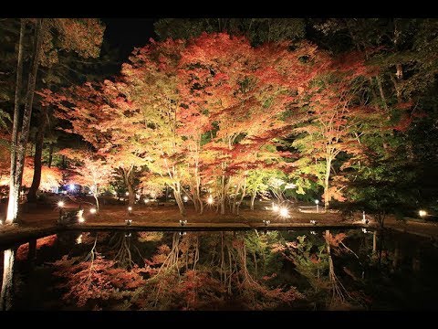 曽木公園もみじライトアップ-2017【土岐市】