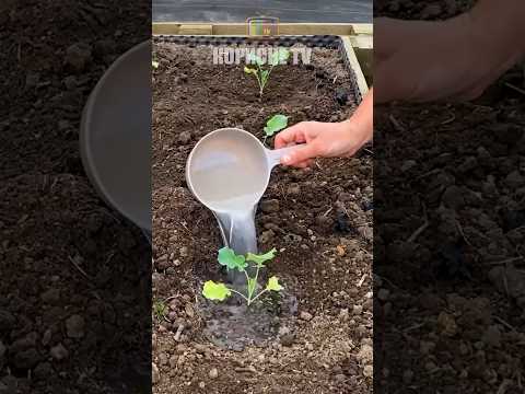 A chic way to grow cabbage from seeds #cabbage #grow #way