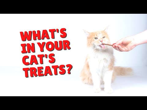 Choosing Cat Treats | Two Crazy Cat Ladies