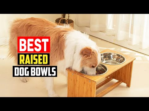 ✅ Top 5 Best Raised Dog Bowls in 2023