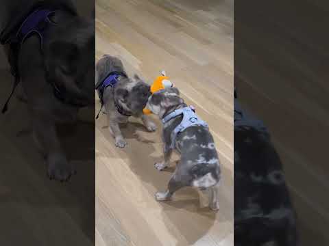 Tug o’ War Frenchie Style! #fluffyfrenchbulldog #puppy #frenchie  #viral #frenchbulldog #dog