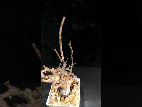 1円～ 最落無し 発根管理中 珍樹 希少 Commiphora africana コミフォラ アフリカーナ ベアルート 1円オク 輸入 塊根