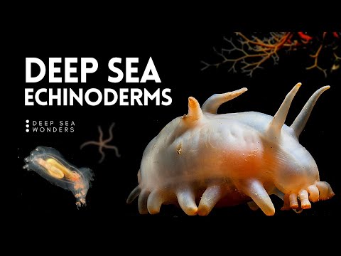 The Wonder of Deep Sea Echinoderms