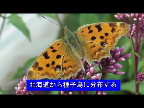 キアゲハチョウ 令和6年10月29日