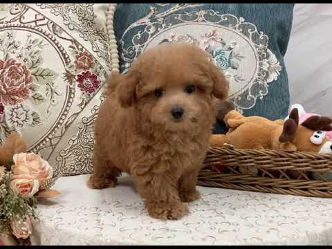 Toy Poodle - Dax