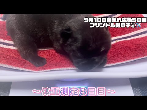 【フレンチブルドッグ】【ブルドッグ】〜体重測定8日目〜　9/13と9/14に産まれた子犬たちもご紹介します💗👶