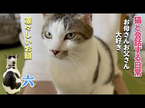 [猫と会話する日常] おしゃべりな猫と夫婦の親子愛。そして愛猫の私達への愛情が伝わる瞬間やゴロゴロとイビキが混ざった寝息も |  [生まれ変わりの猫] 六 (Roku)