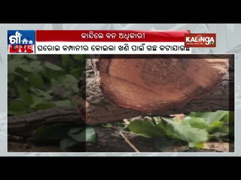 Angul: Women climate activist break down for chopping of trees in Chhendipada | Kalinga TV