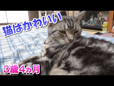 猫はかわいい！うちのねこ３歳４ヵ月（アメリカンショートヘア）