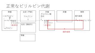 鍼灸国家試験対策における黄疸の種類とメカニズムの解説