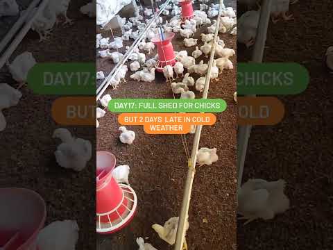 Day17# Full shed for chicks #youtubeshorts #poultryfarming #birds